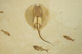 Wide, Fossil Fish Plate Featuring a Stingray - Wyoming #280236-1